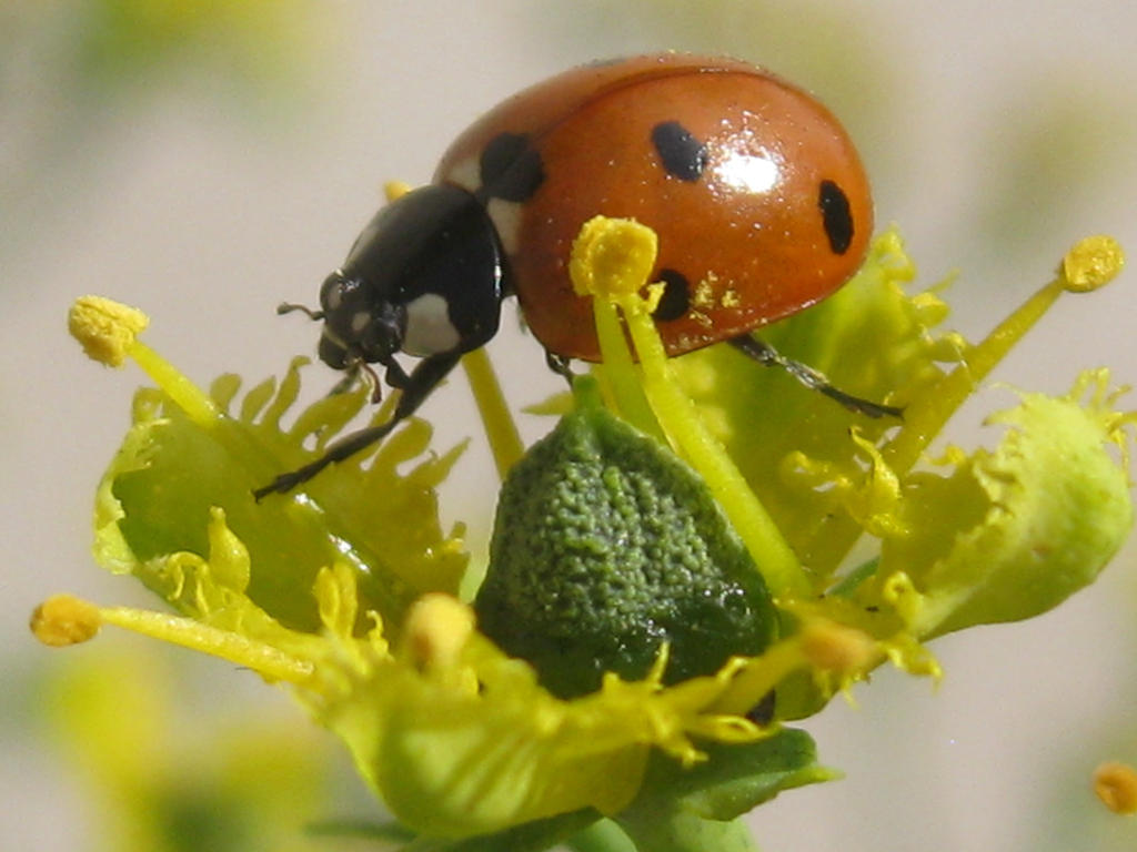 Ladybird