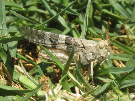 Trimerotropis Pallidipennis