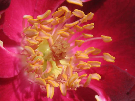 Rose Stamen