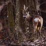 European roe deer