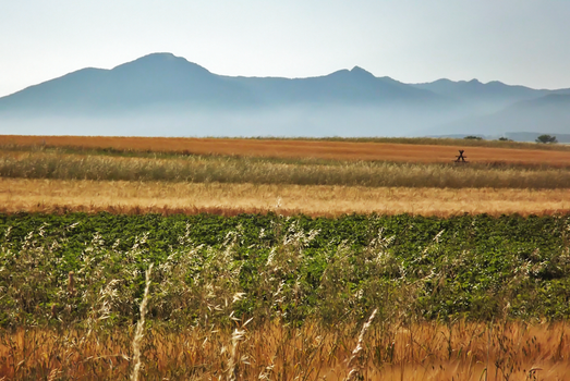 Through Field