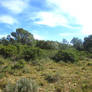 Garrigue