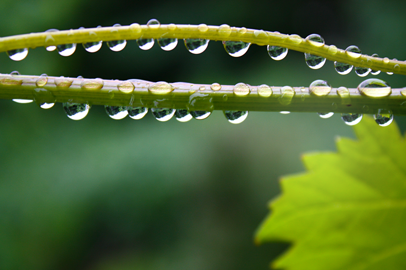 Raindrops