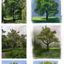 Trees Studies 1