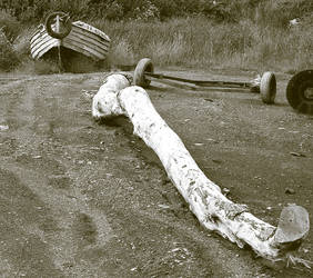 Driftwood and abandoned Boat