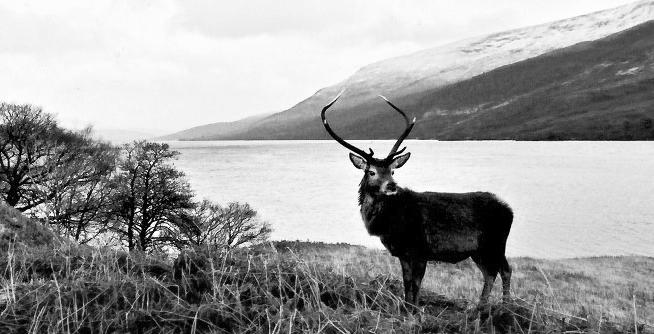 Monarch of the Glen