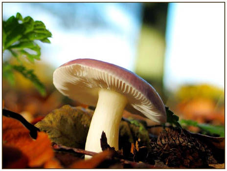 Fairytale Mushroom