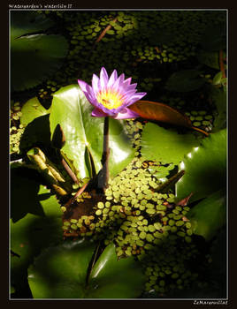 Watergarden's waterlily II