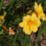 Mid Bloom