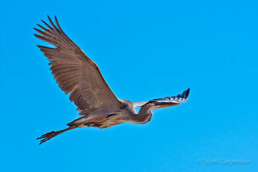 Great Blue Heron