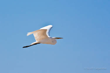 Great Egret