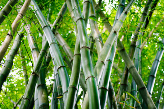 Bamboo II