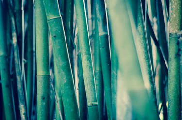 Bamboo III