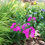 Pink flowers