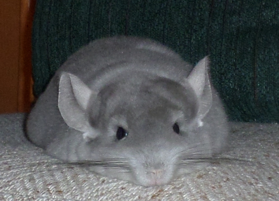 Chilli the Chinchilla 36