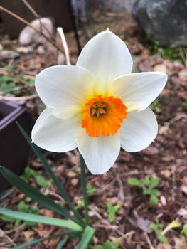 Narcissus Aflame 