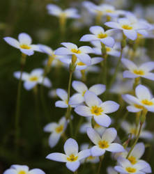 Bluets 1