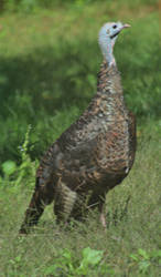 Wild Turkey