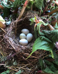 Barn Swallow Nest 