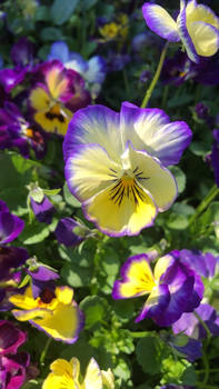 Pansies 