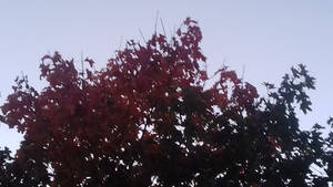 red leaves