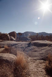 Joshua Tree