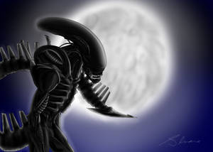 Xeno Night