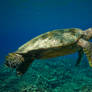 Green Turtle