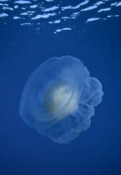 Jellyfish, Seychelles