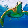 Green Turtle 2