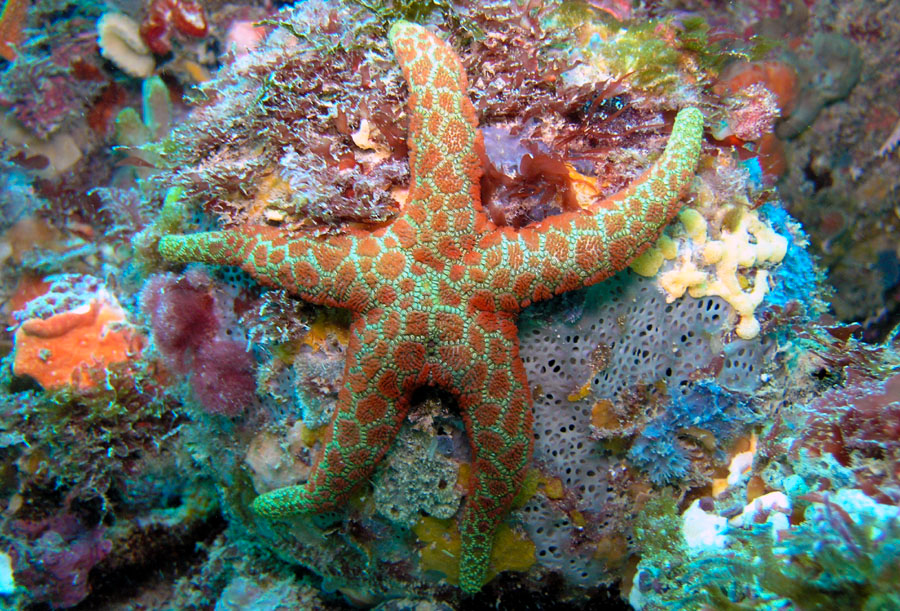 another starfish..