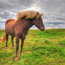 Icelandic horse HDR