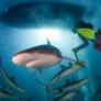 Reef Sharks