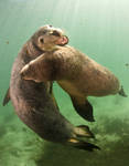 Jurien Bay Seals 2 by leighd