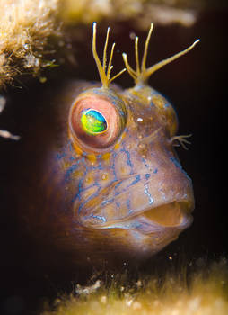 Blenny