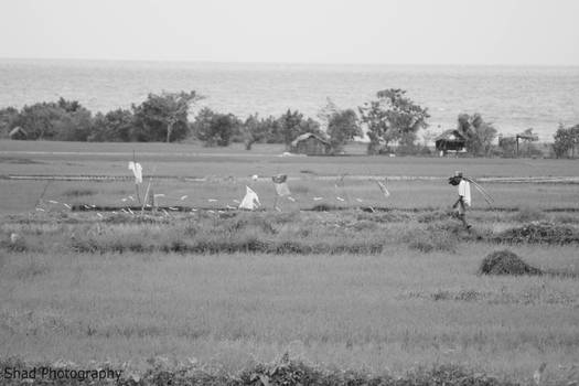 Tending to the Rice