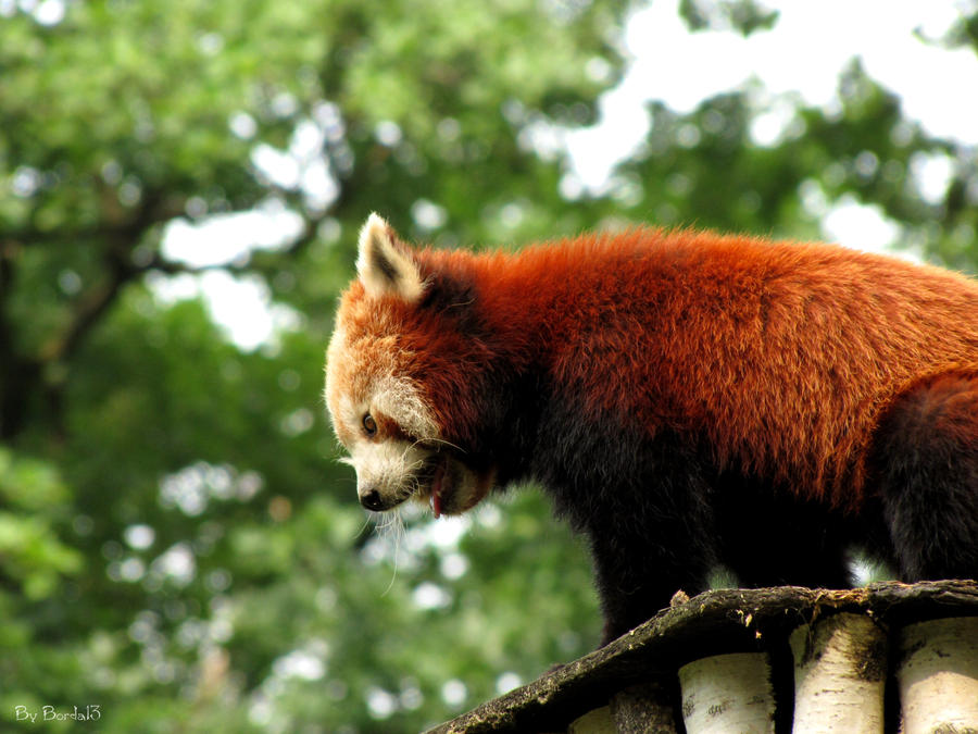 Red panda