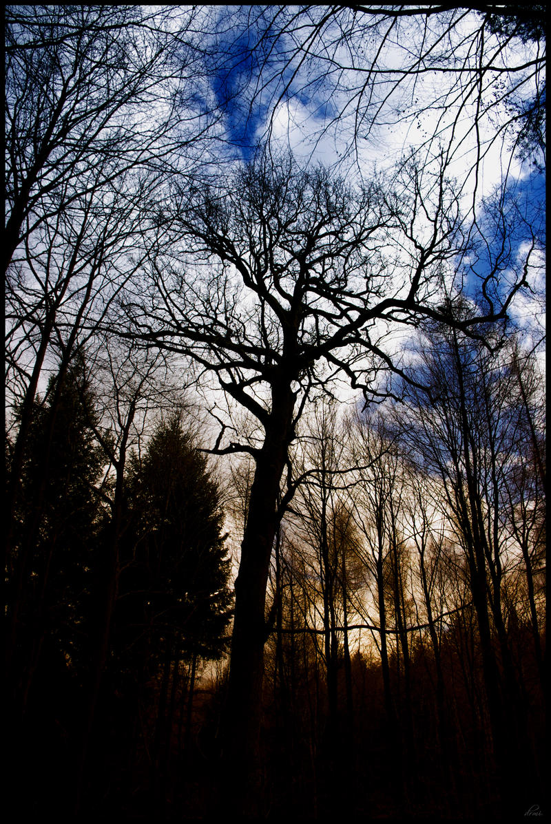 dark tree