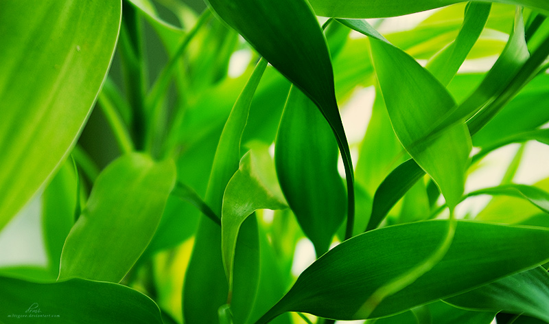 Green Leaves