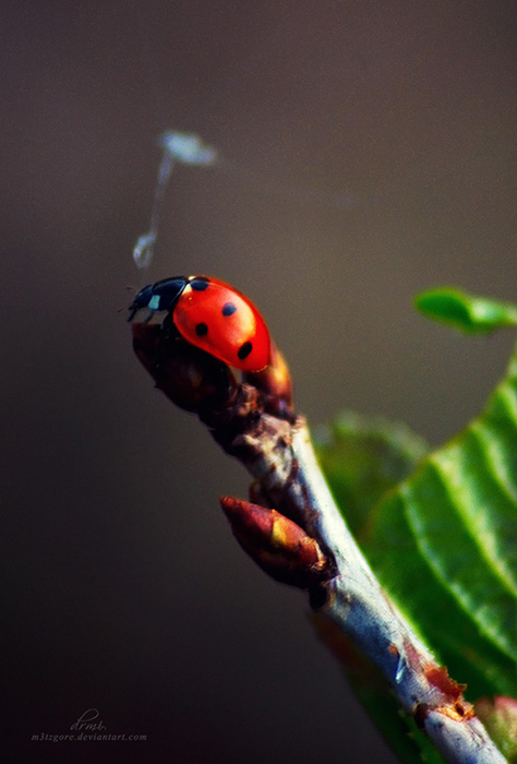 musical ladybug