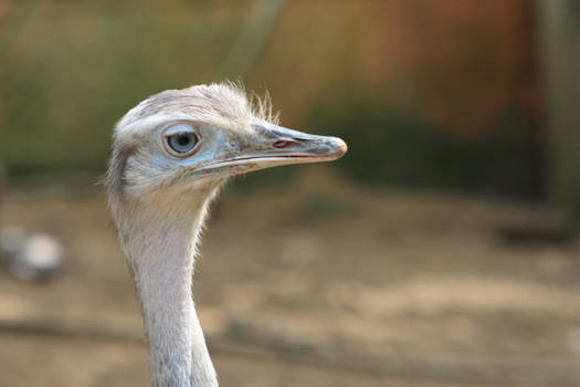 ostrich closeup