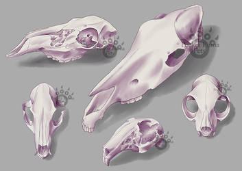 Skulls