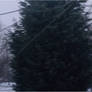 Snowy Pinetree