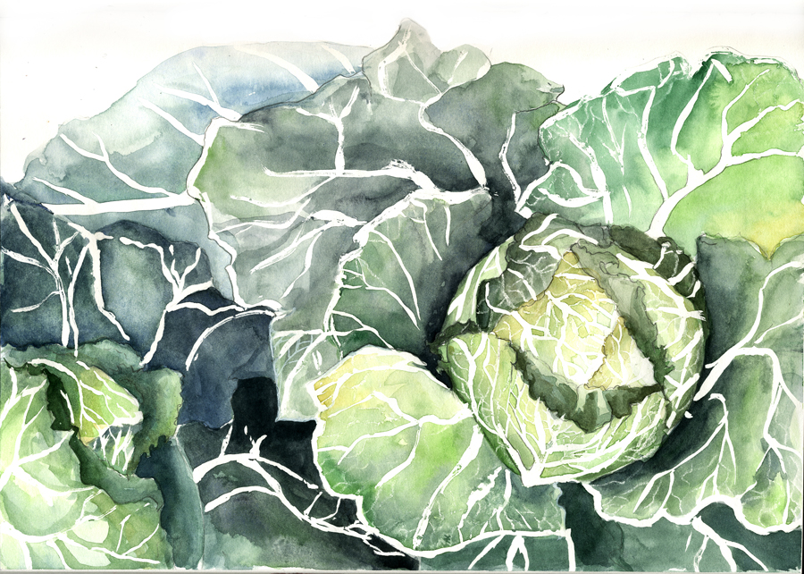 Cabbage Study V