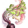 Beet Study VI