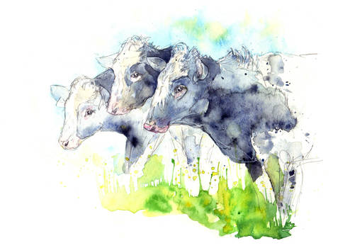 Dairy Cows VI