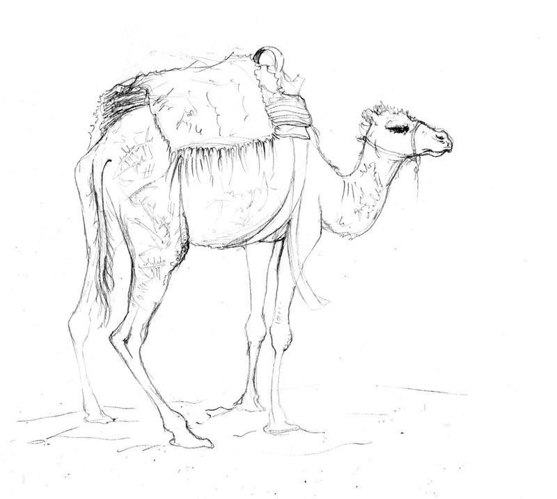 Douz Tourist Camel