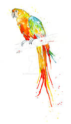 Parrot IV - Catalina Macaw