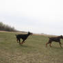 Running Doberman Stock