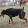 Black doberman stock 2